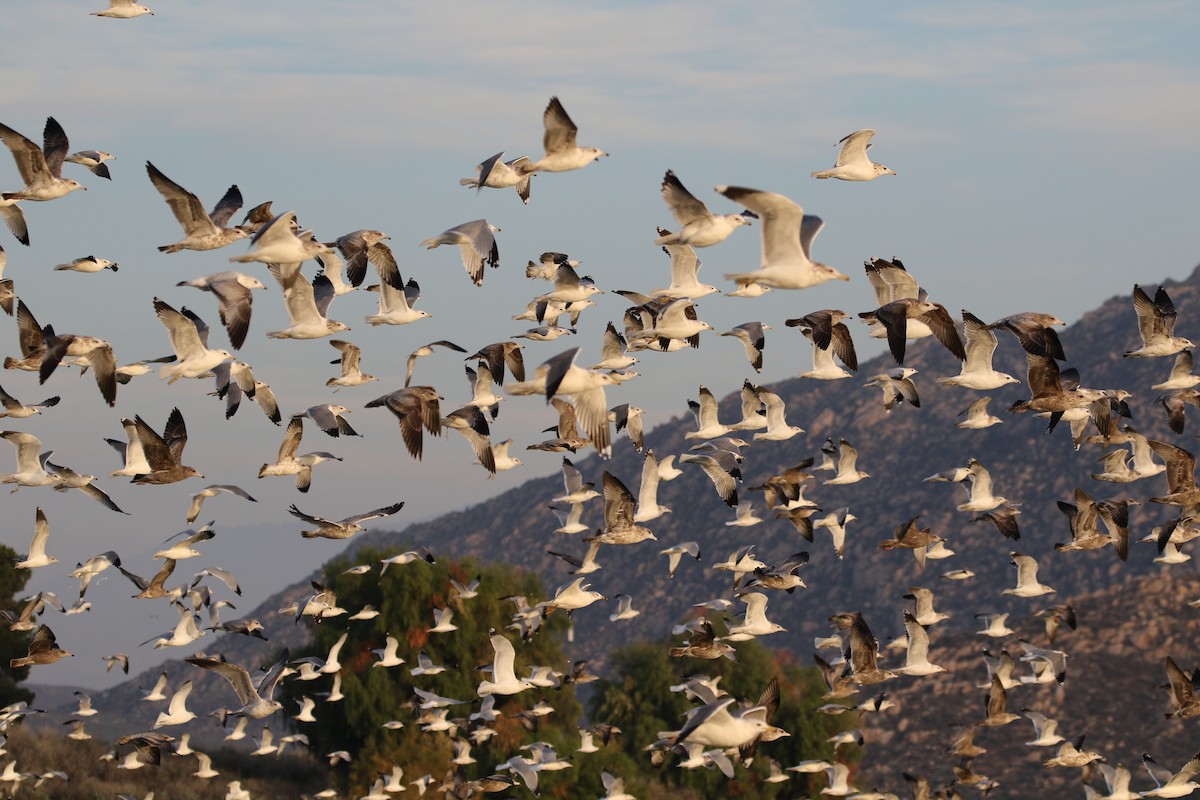 California Gull - ML129775511