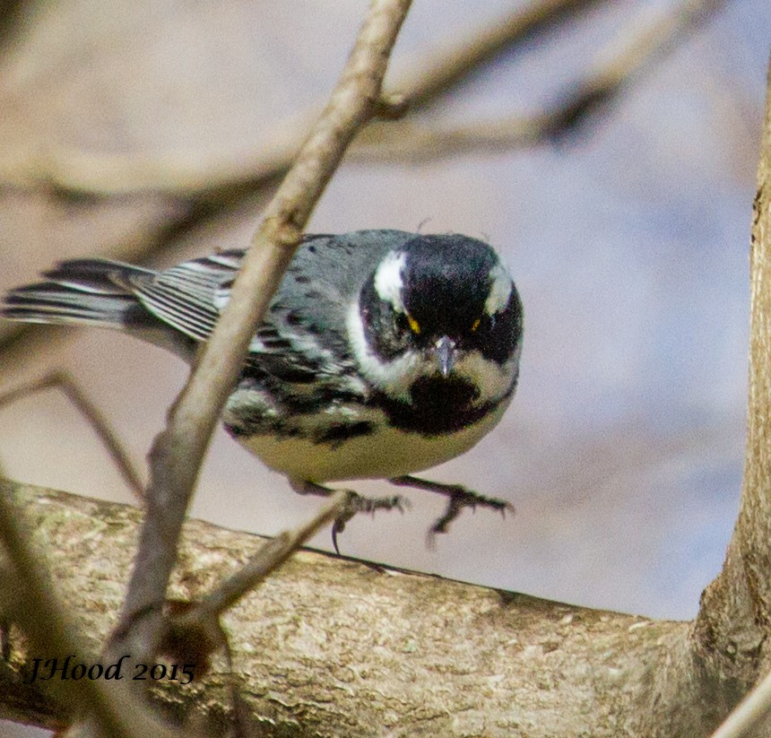 Black-throated Gray Warbler - ML129776431