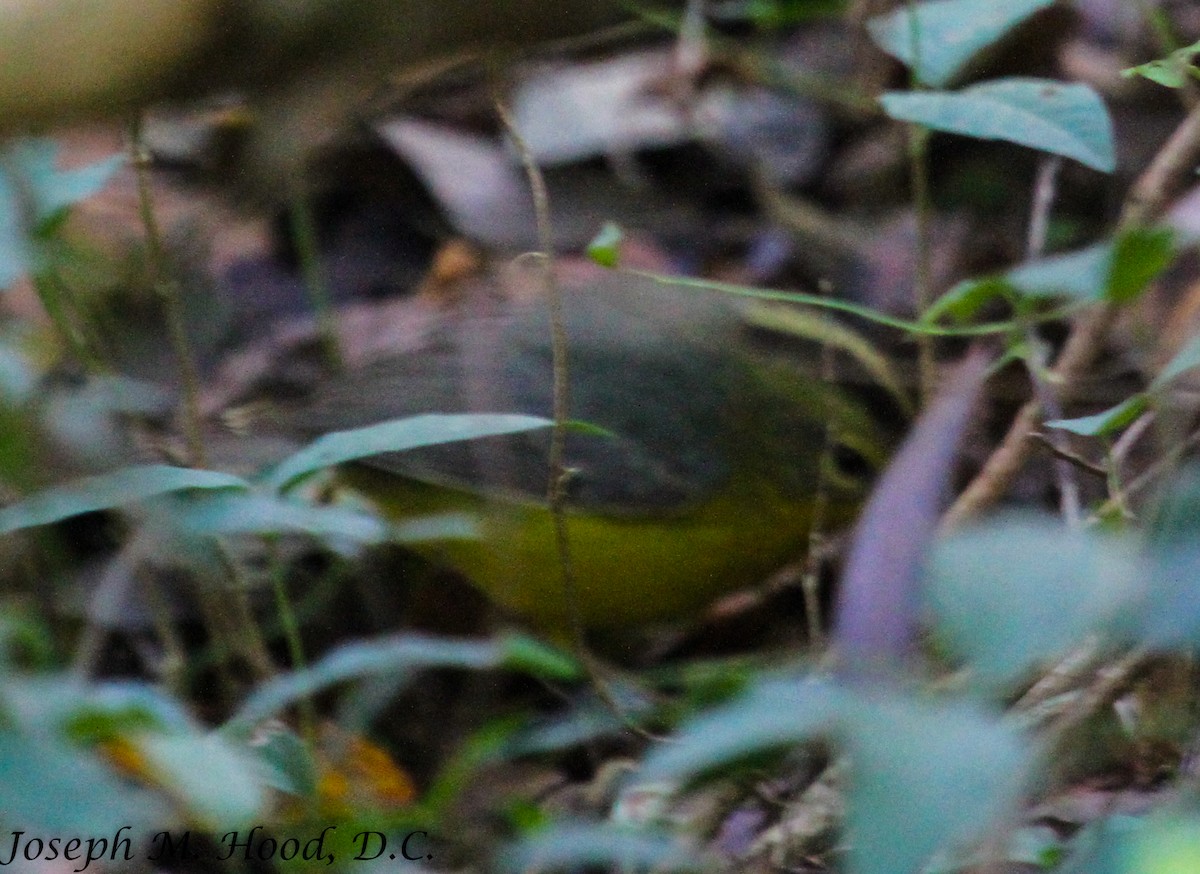 Paruline à couronne dorée - ML129778131