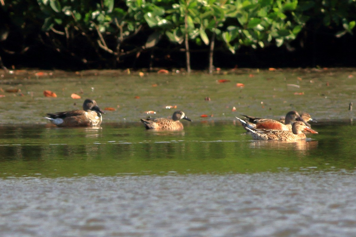 Blue-winged Teal - ML129778951