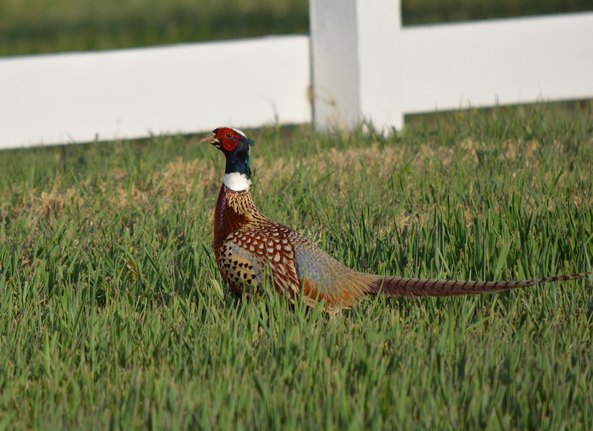 Ring-necked Pheasant - David Wade