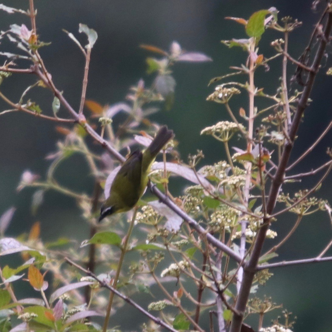 Superciliaried Hemispingus (urubambae) - Daniel S.