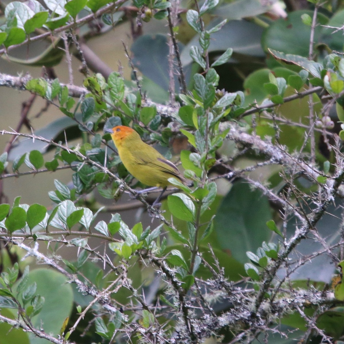 Rust-and-yellow Tanager - ML129782341