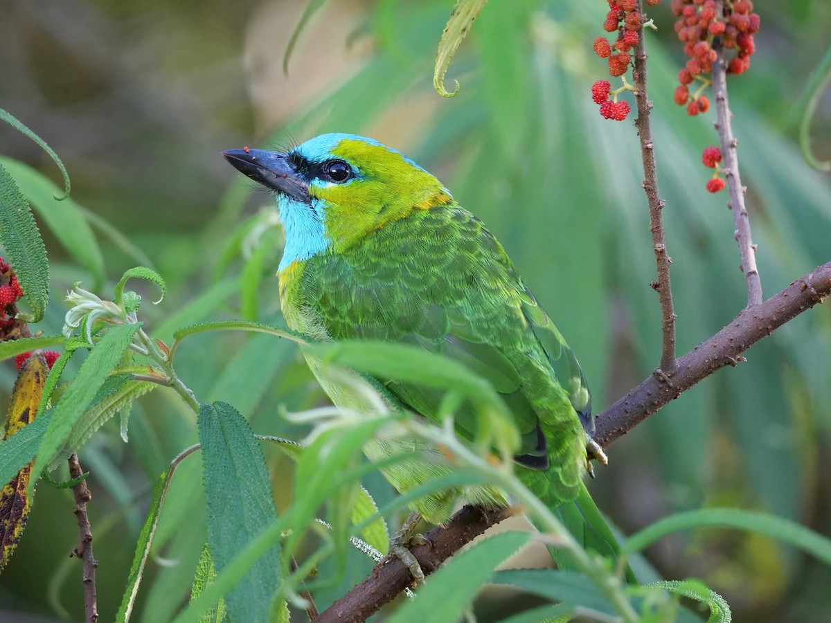 Altın Yakalı Barbet - ML129782801