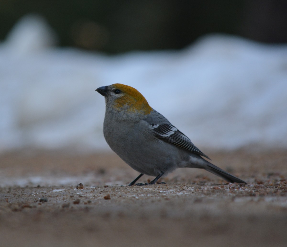 Pine Grosbeak - David Wade