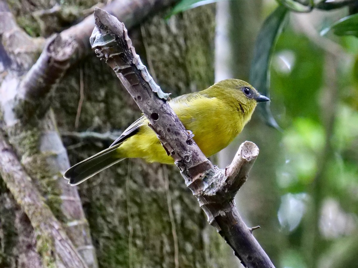 Bornean Whistler - ML129786731