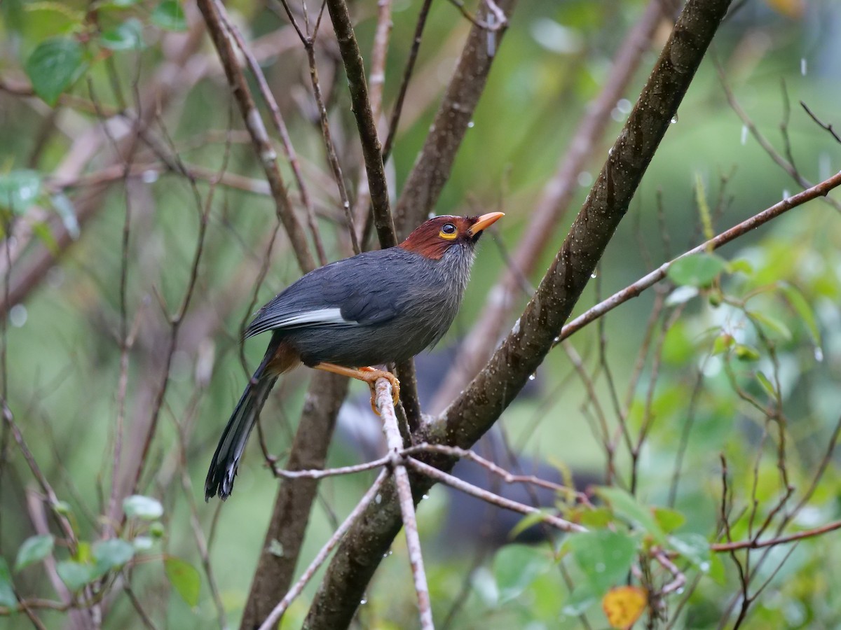 Chestnut-hooded Laughingthrush - Neil Broekhuizen