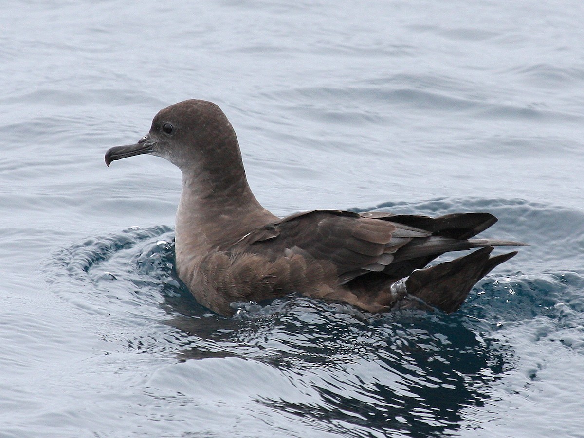 Sooty Shearwater - ML129787081