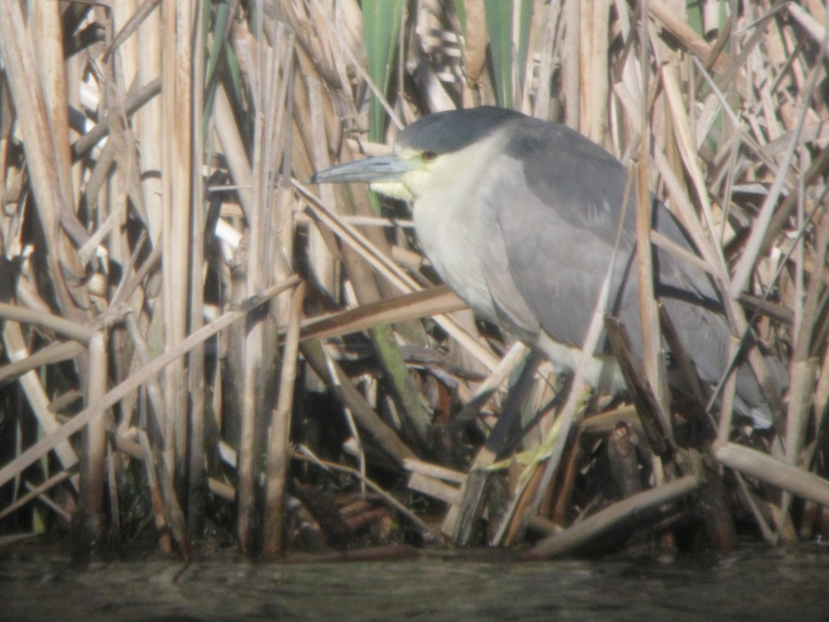 Black-crowned Night Heron - ML129787371