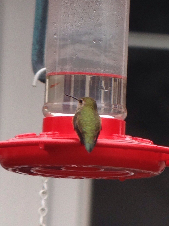 Rufous Hummingbird - ML129788291
