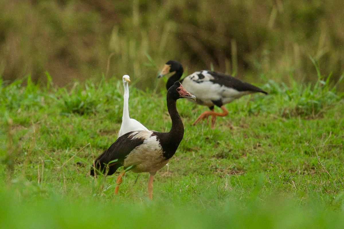 Magpie Goose - ML129788911