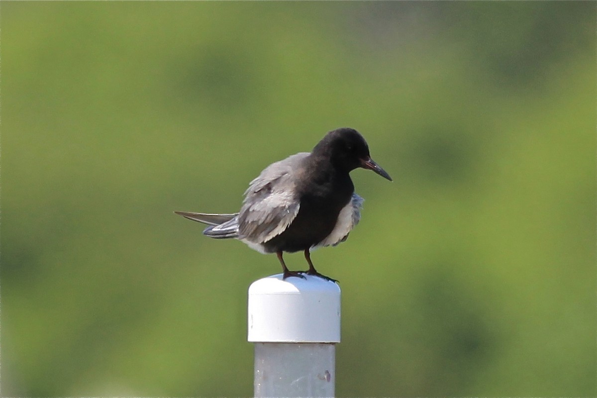 Black Tern - ML129789601