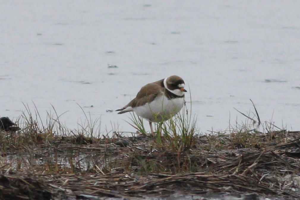 Semipalmated Plover - ML129790781