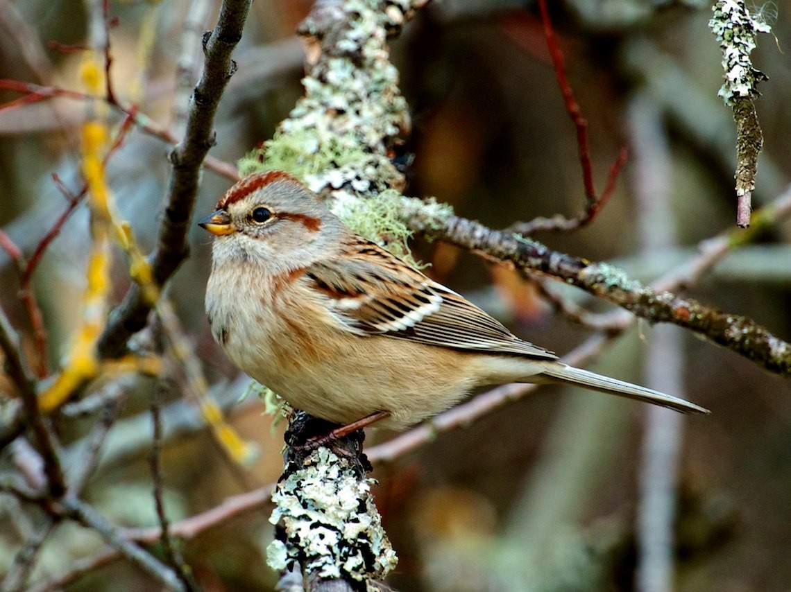 American Tree Sparrow - ML129792351