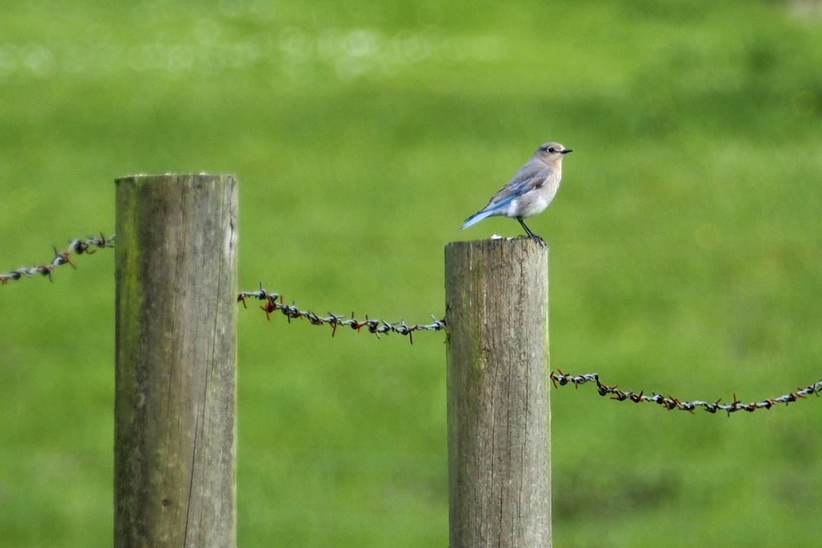 Mountain Bluebird - ML129792431