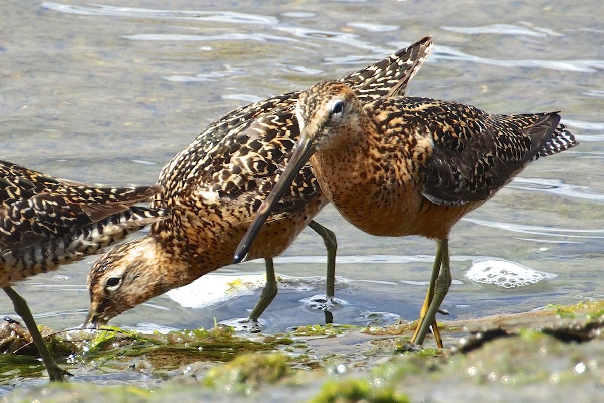 Long-billed Dowitcher - Gordon Hart