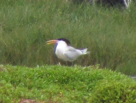 Elegant Tern - ML129793691