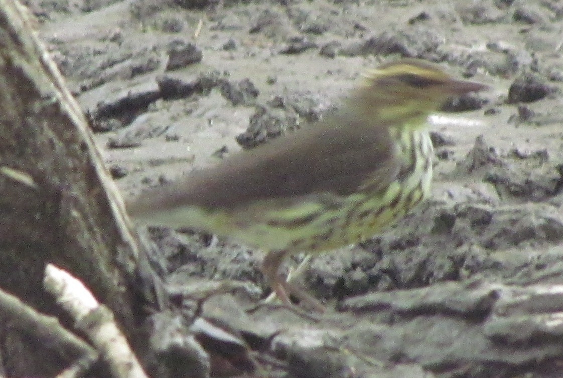 Northern Waterthrush - ML129794191