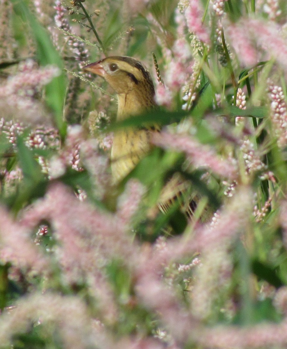 bobolink americký - ML129794221