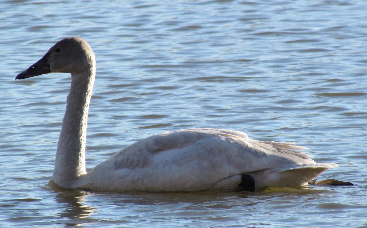 Cygne siffleur - ML129794871