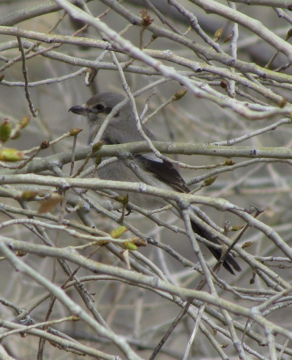 Northern Shrike - ML129795821