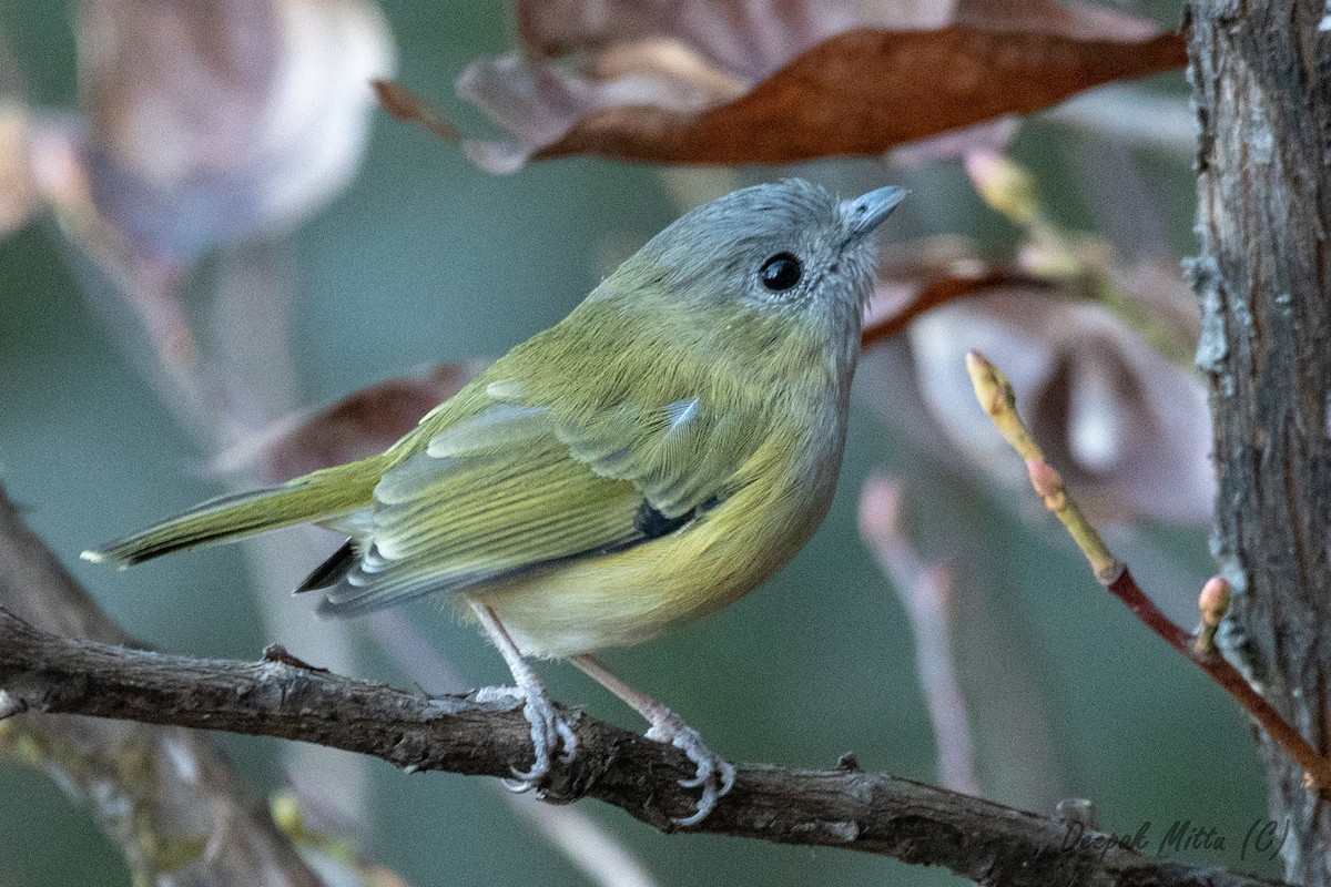 Green Shrike-Babbler - Deepak Mittu