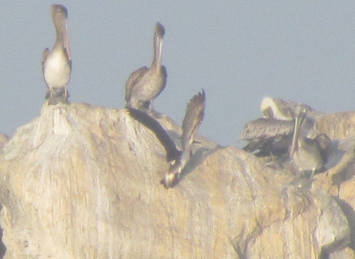 Blue-footed Booby - ML129797041