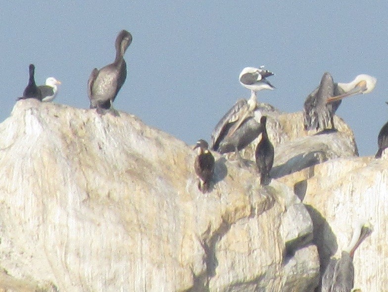 Blue-footed Booby - ML129797051