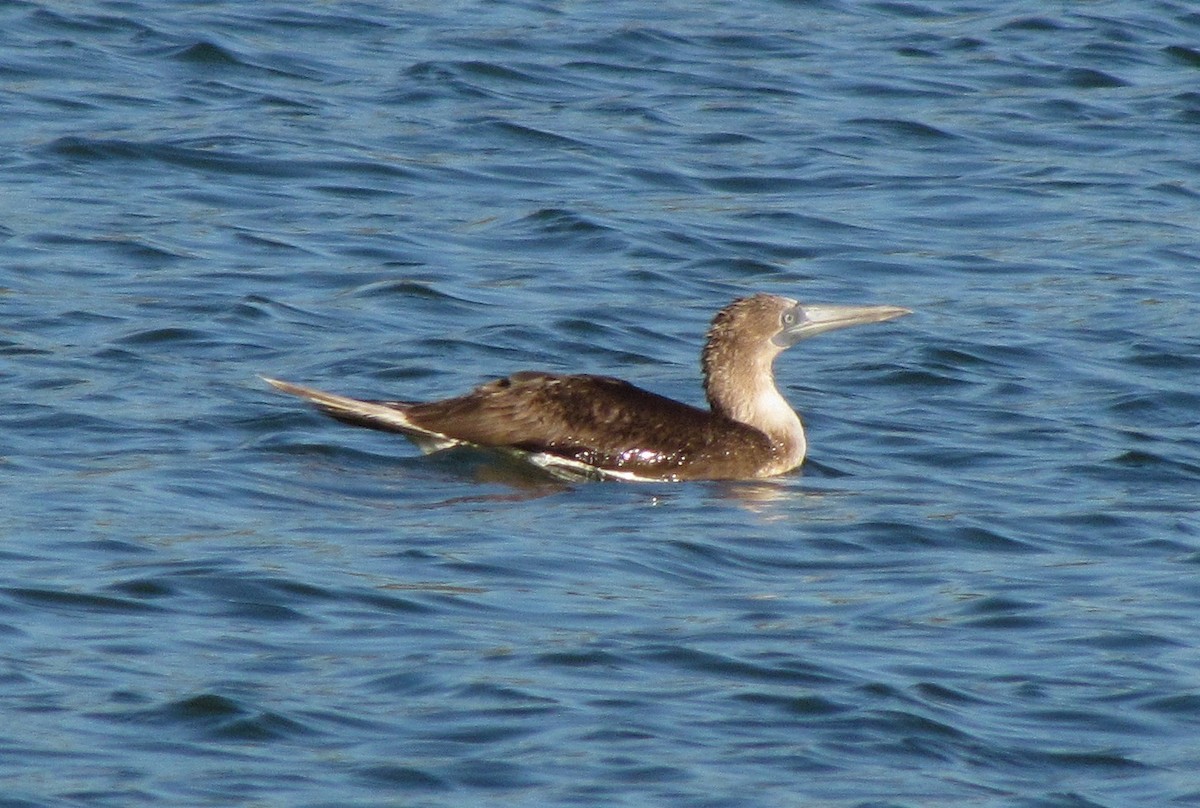 Blue-footed Booby - ML129797101