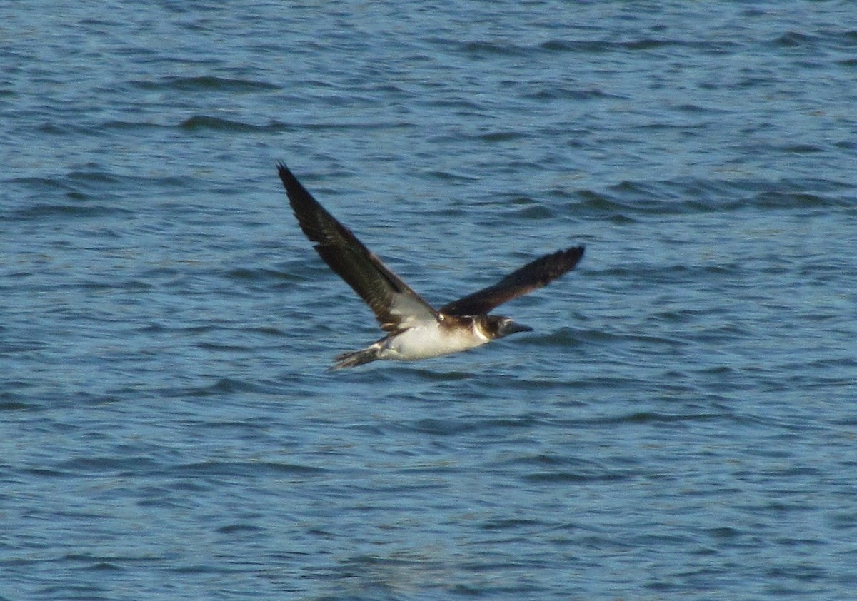 Blue-footed Booby - ML129797111