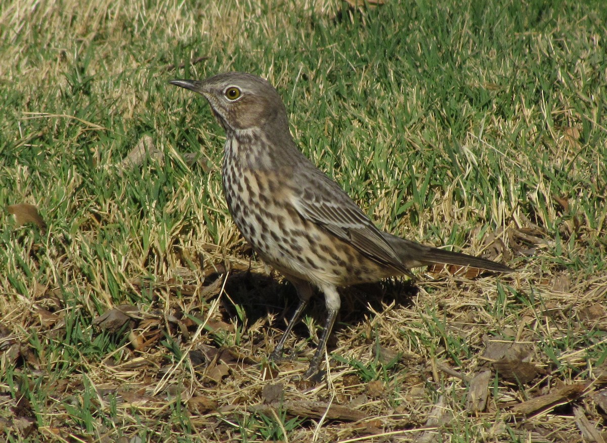 Sage Thrasher - ML129800061