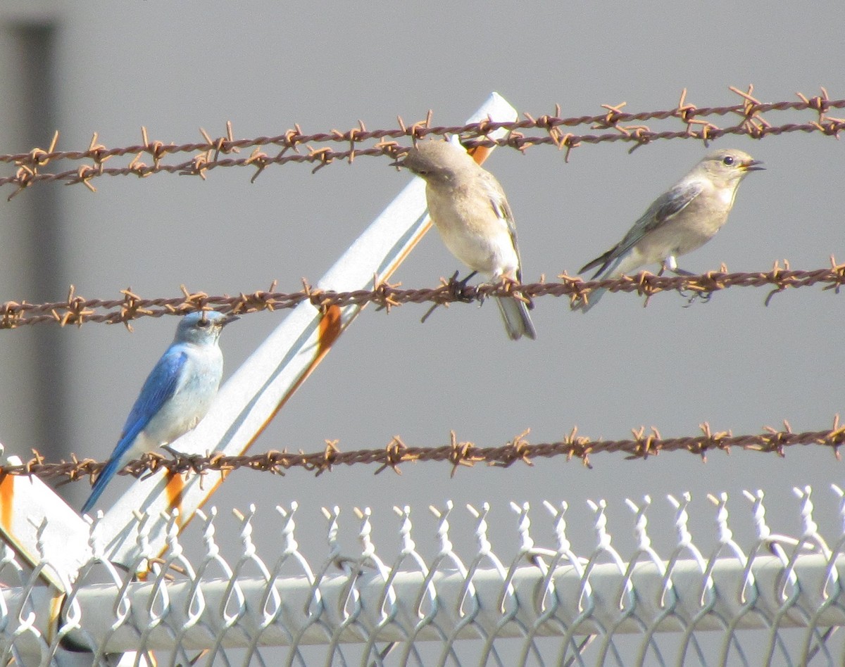 Mountain Bluebird - ML129801211