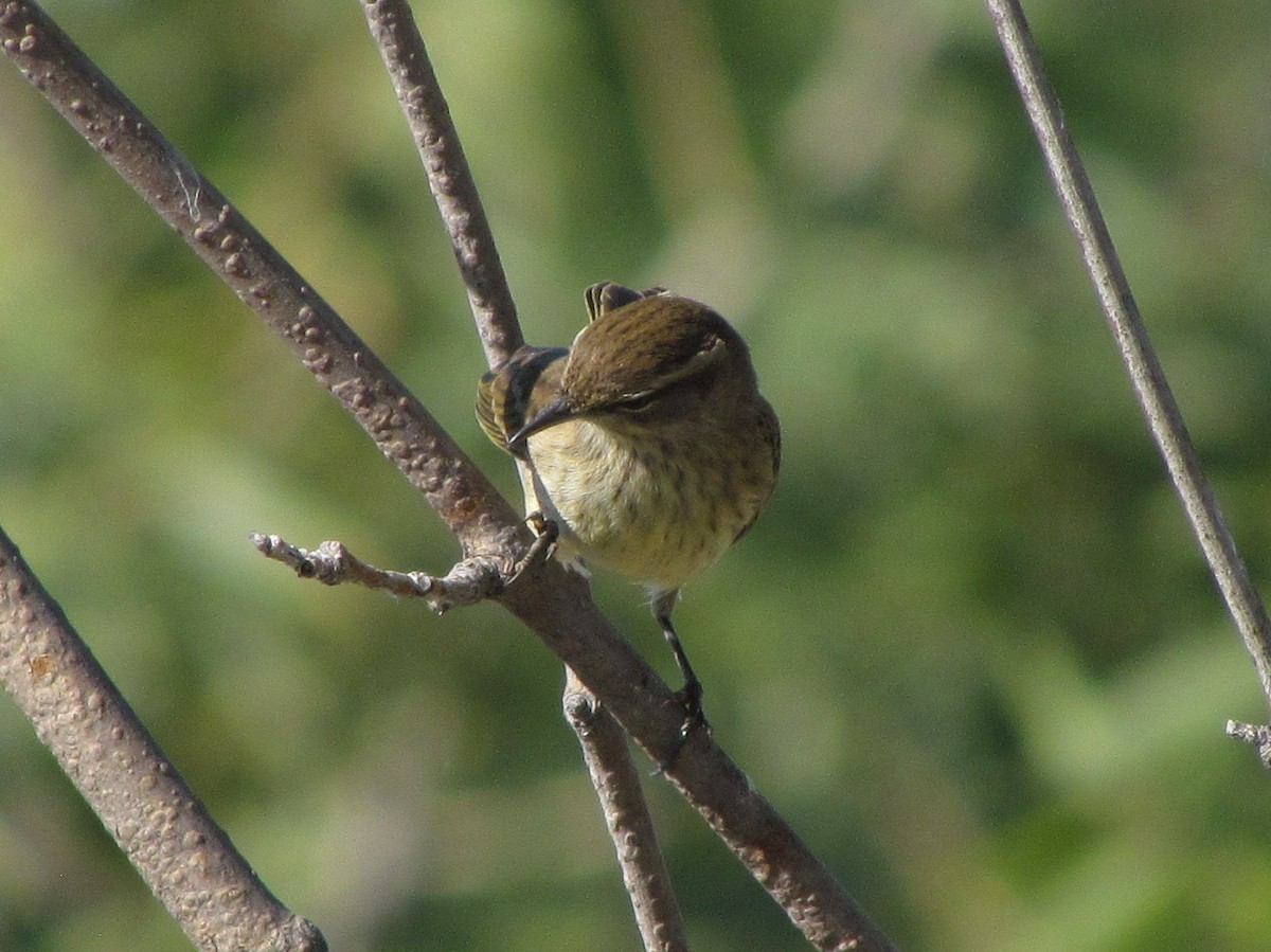 lesňáček bažinný (ssp. palmarum) - ML129803751