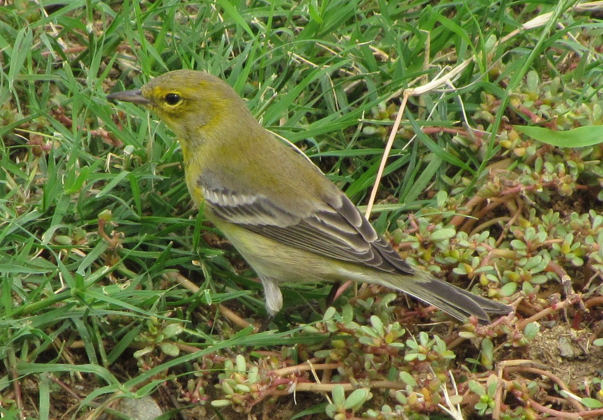 Pine Warbler - ML129803761