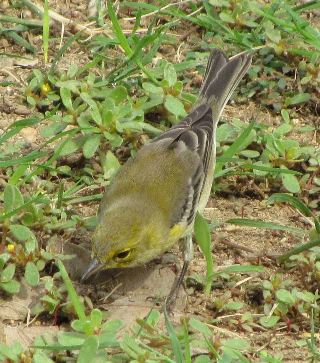 Pine Warbler - ML129803771