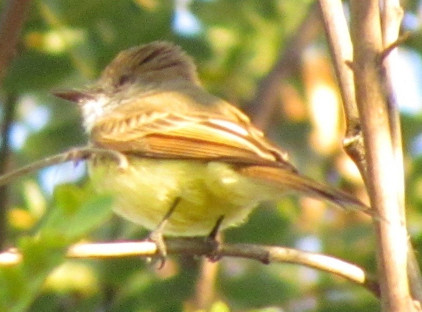 Dusky-capped Flycatcher - ML129805271