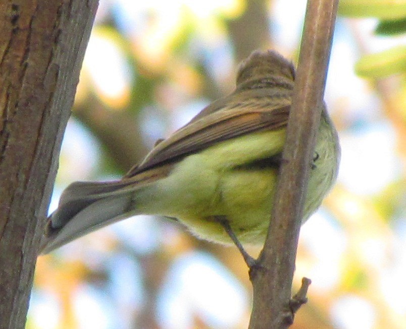 Dusky-capped Flycatcher - ML129805281
