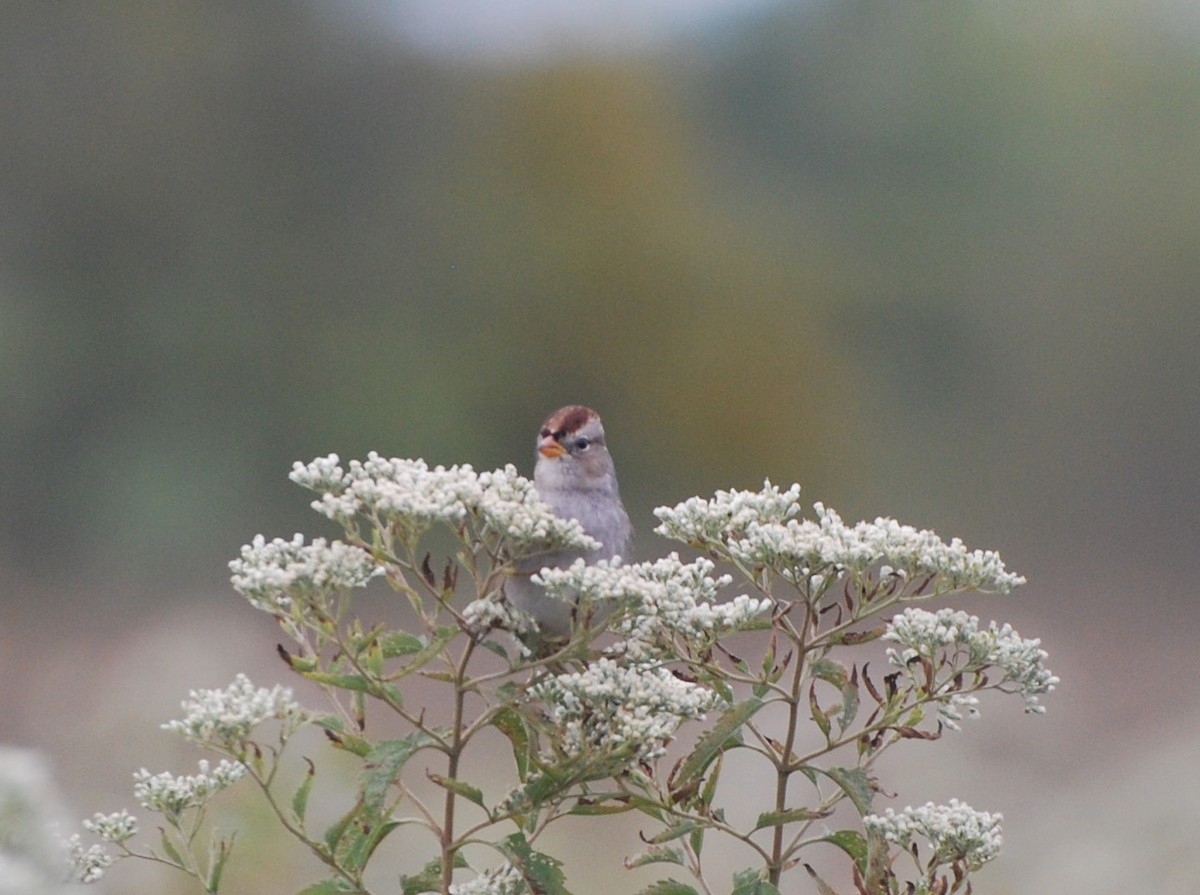 White-crowned Sparrow - John Willson