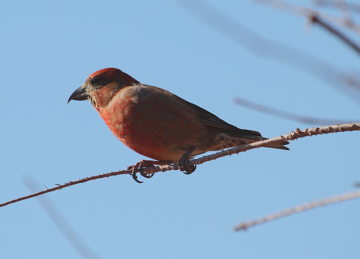 Red Crossbill - John Willson