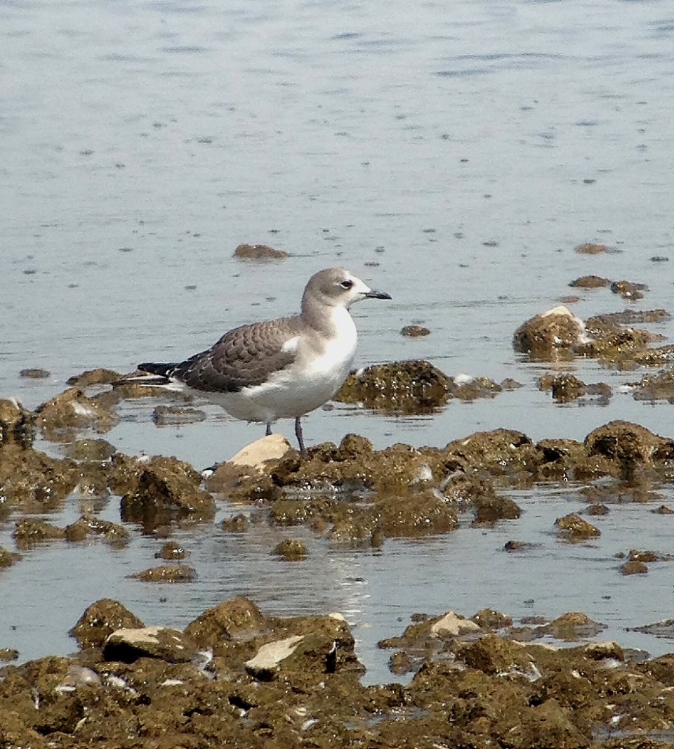 Sabine's Gull - John Willson