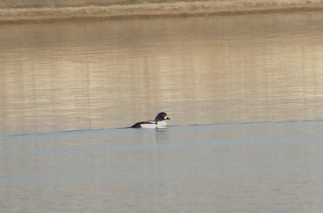 Barrow's Goldeneye - John Willson