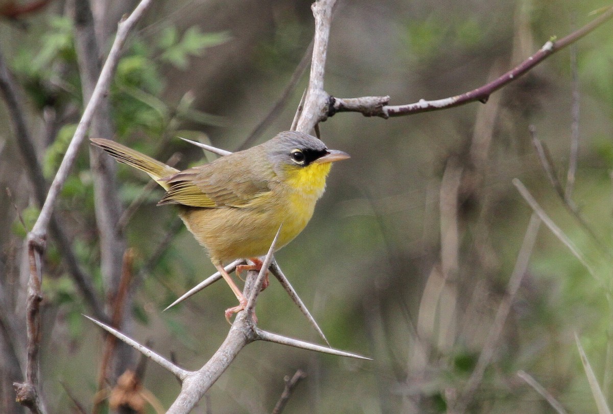 Gray-crowned Yellowthroat - ML129807261