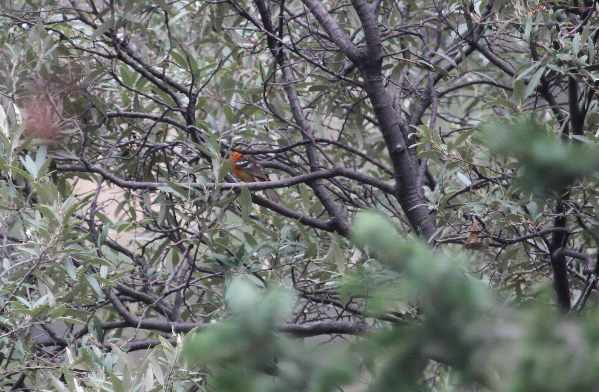 Flame-colored Tanager - ML129807591
