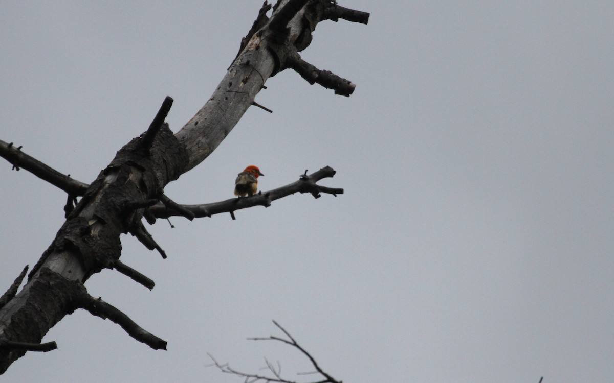 Flame-colored Tanager - ML129807611