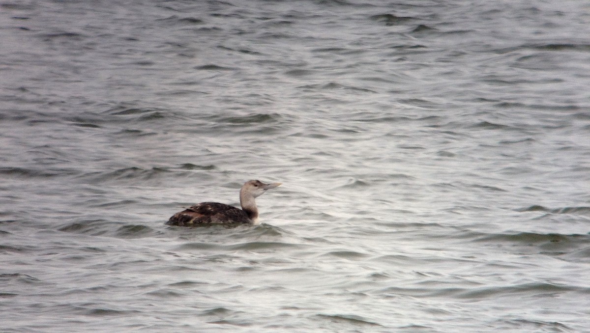 Yellow-billed Loon - ML129808051