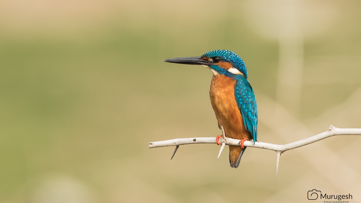 Номин шогшир - ML129808171