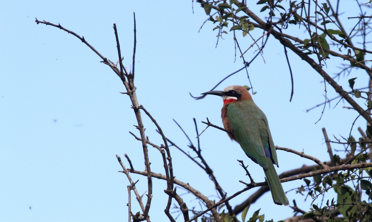 White-fronted Bee-eater - John Willson