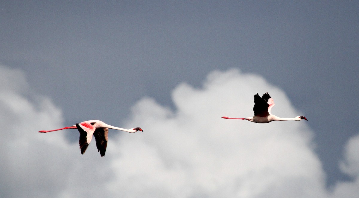 Lesser Flamingo - John Willson