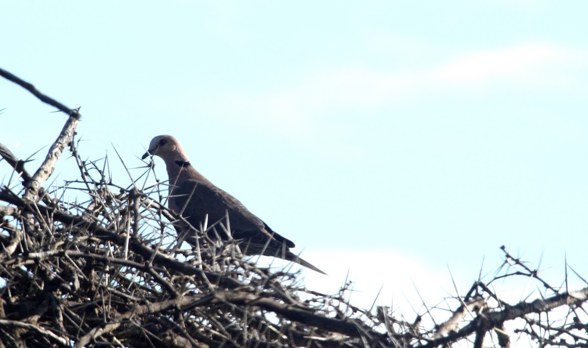 Red-eyed Dove - John Willson