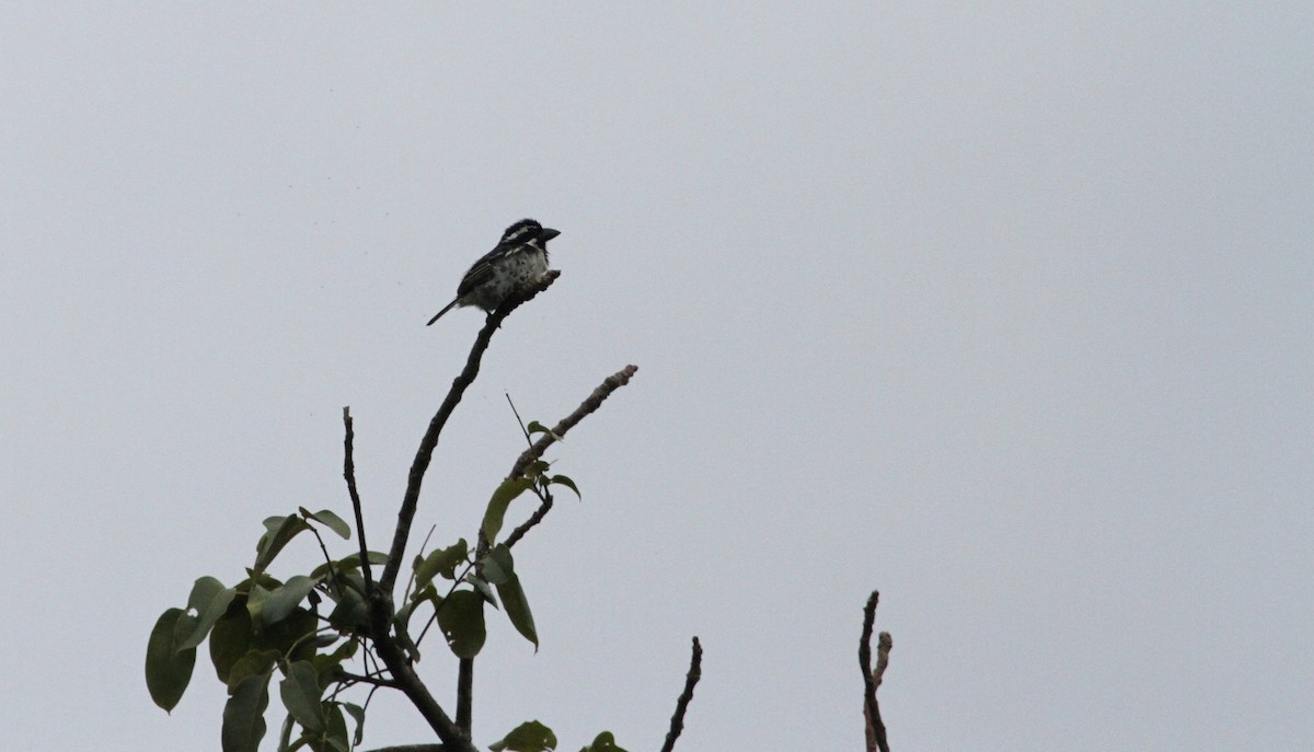 Spot-flanked Barbet - ML129808721